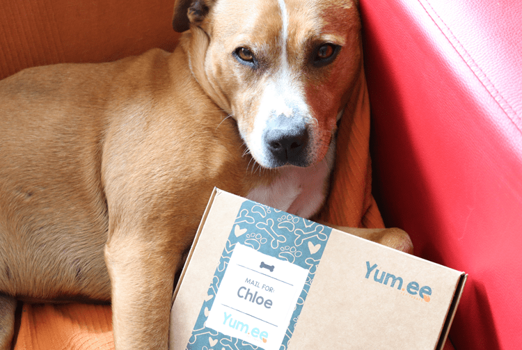 Yum.ee Weekly Treats for your Dog! All Subscription