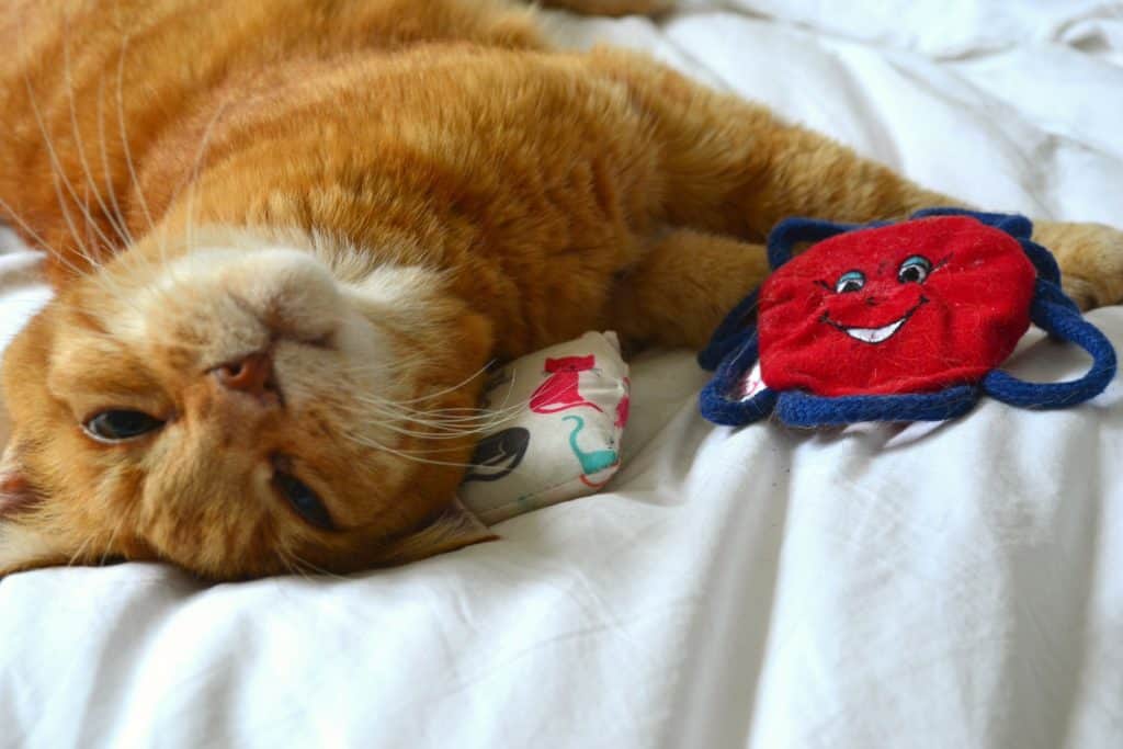 My Purrfect Gift Box - Catnip cat toys